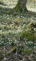 Märzenbecher 3 200Bild